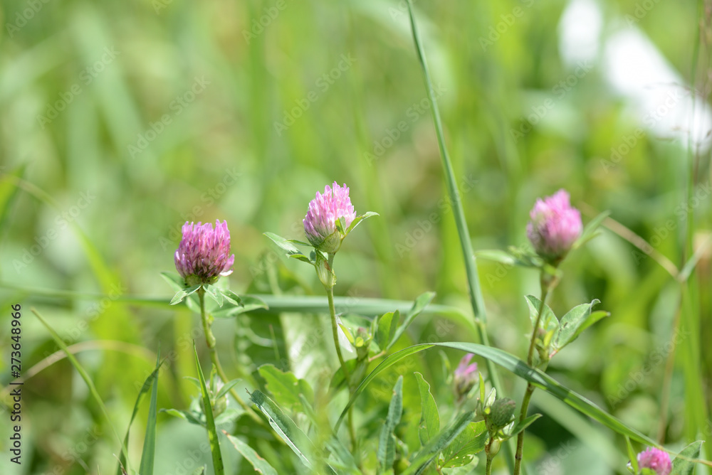 Pink clover flowers on a summer meadow close up