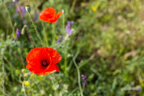 Red poppy flowers on a green grass field at sunny summer day.