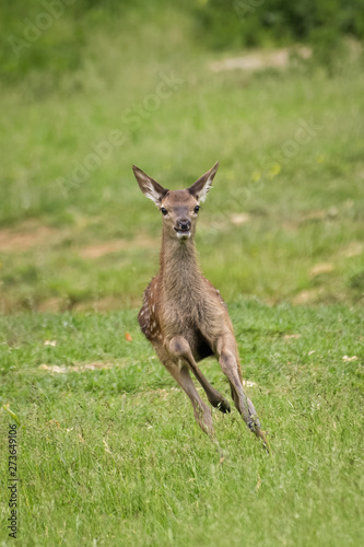 Fototapeta Naklejka Na Ścianę i Meble -  Red deer fawn running around in a meadow