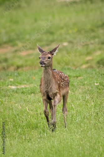 Red deer fawn running around in a meadow