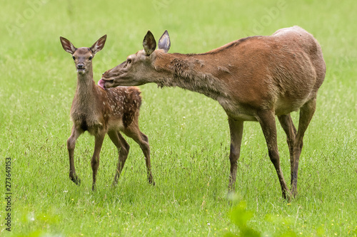 Fototapeta Naklejka Na Ścianę i Meble -  Red deer doe with her fawn