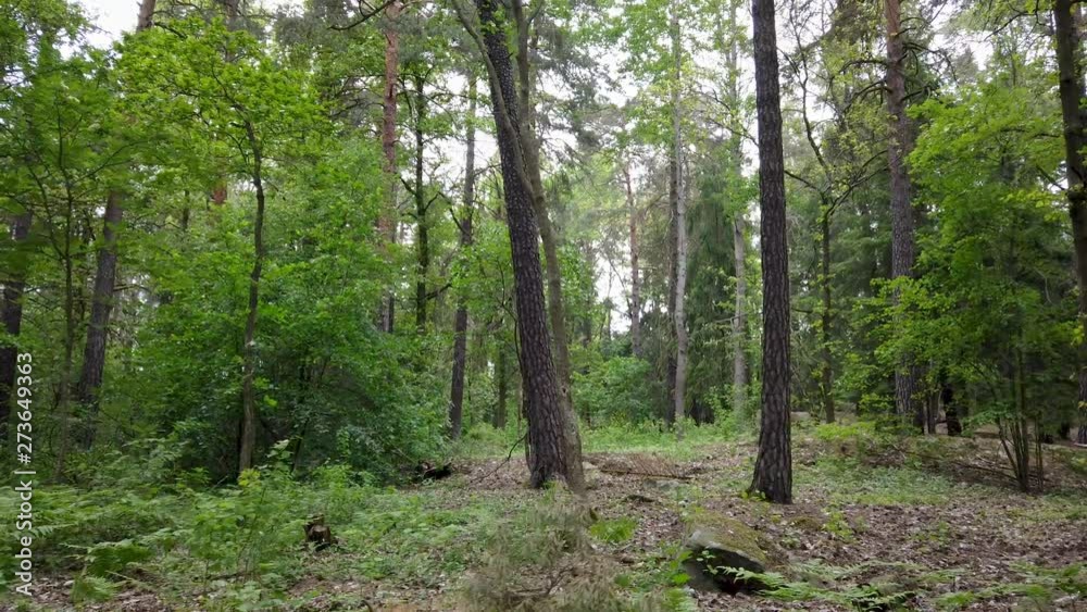 Small rotational movement in the forest. Good spot for meditation. Walking past tree for cutscene. Slowmotion 4k. Small rotational movement in the forest. Good spot for meditation. Walking past tree for cutscene. Slowmotion 4k.