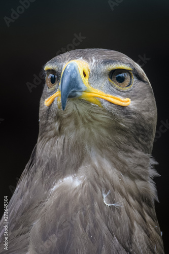 Closeup portrait of a steppe eagle