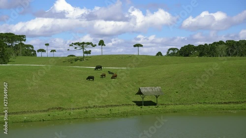 cows are eating the grass in the vast field slightly sloped next to the pond in sunny blue sky