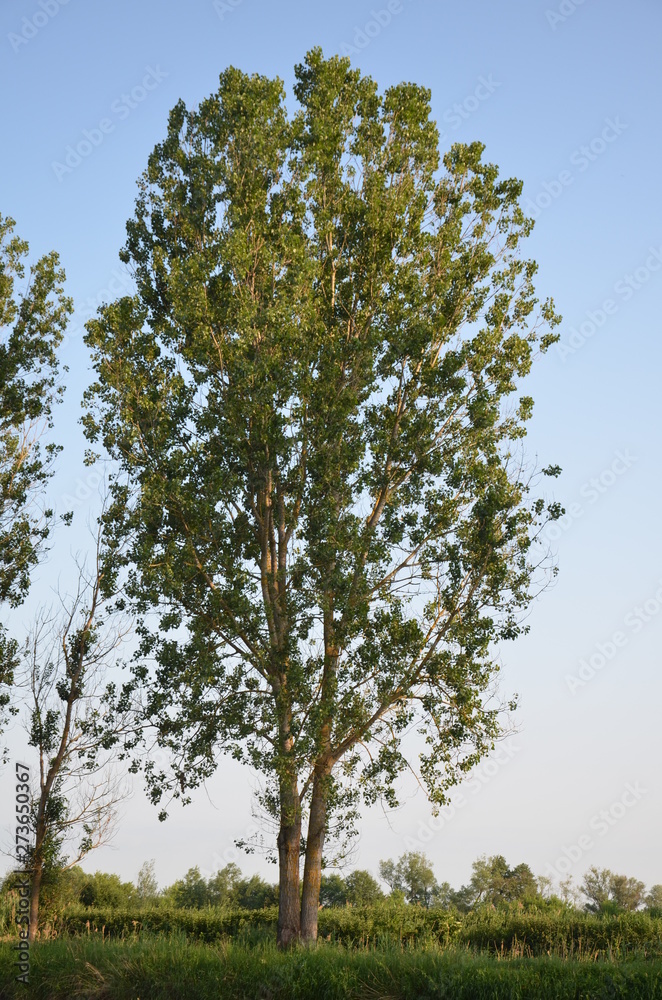 pola, gras, niebo, krajobraz, zieleń, hayfield, charakter, lato, blękit, jary, rolnictwa, farma, obszarów wiejskich, countryside, chmura, roślin, przenica, horyzont, kraj, chmura, kraina, trawnik, pię pola, gras, niebo, krajobraz, zieleń, hayfield, charakter, lato, blękit, jary, rolnictwa, farma, obszarów wiejskich, countryside, chmura, roślin, przenica, horyzont, kraj, chmura, kraina, trawnik, pię