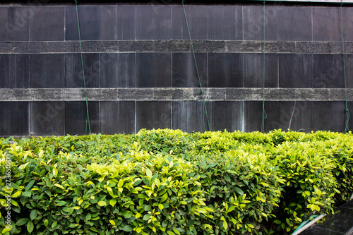 green wall with plants