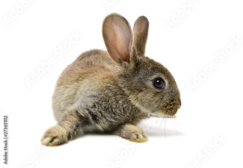 rabbit on a white background  © zcy
