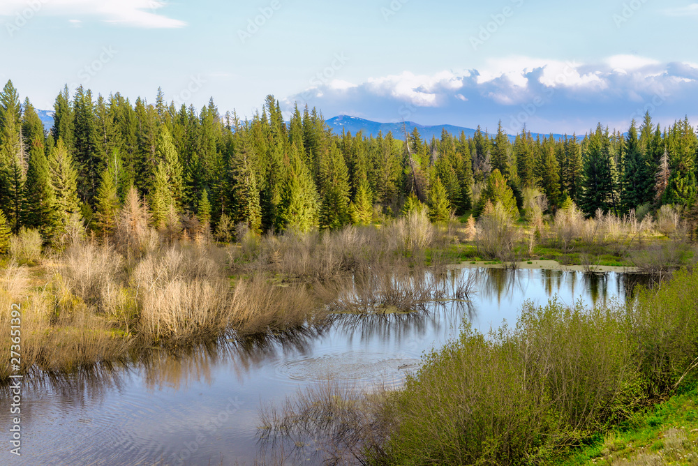 peaceful stream in forest lined with pine trees 