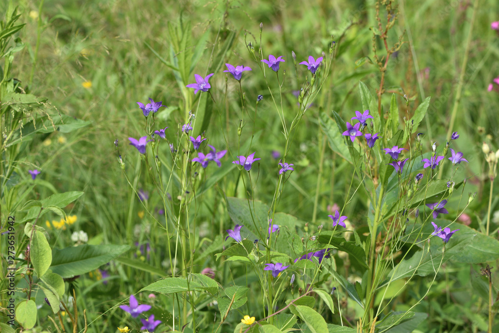 Meadow Bell Spreading Campánula pátula on a green blurred background Meadow Bell Spreading Campánula pátula on a green blurred background