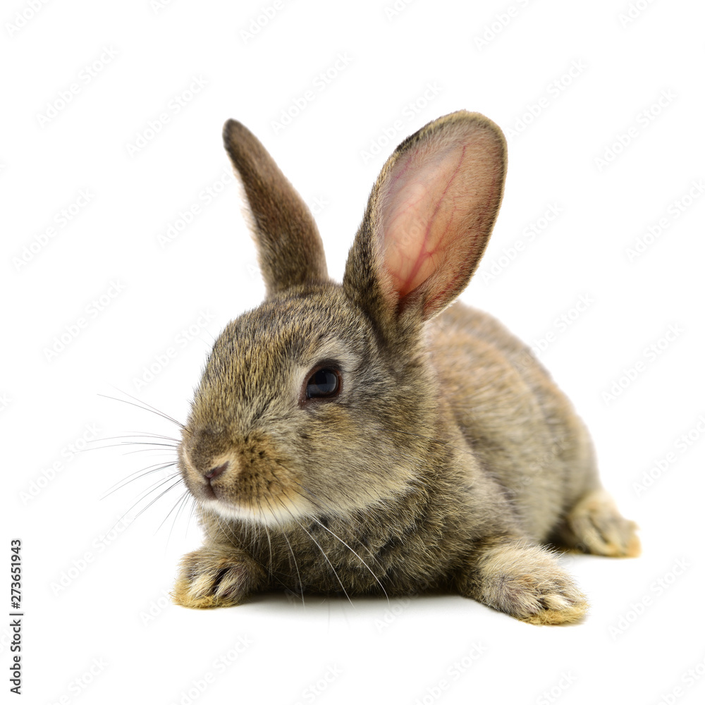 rabbit on a white background rabbit on a white background