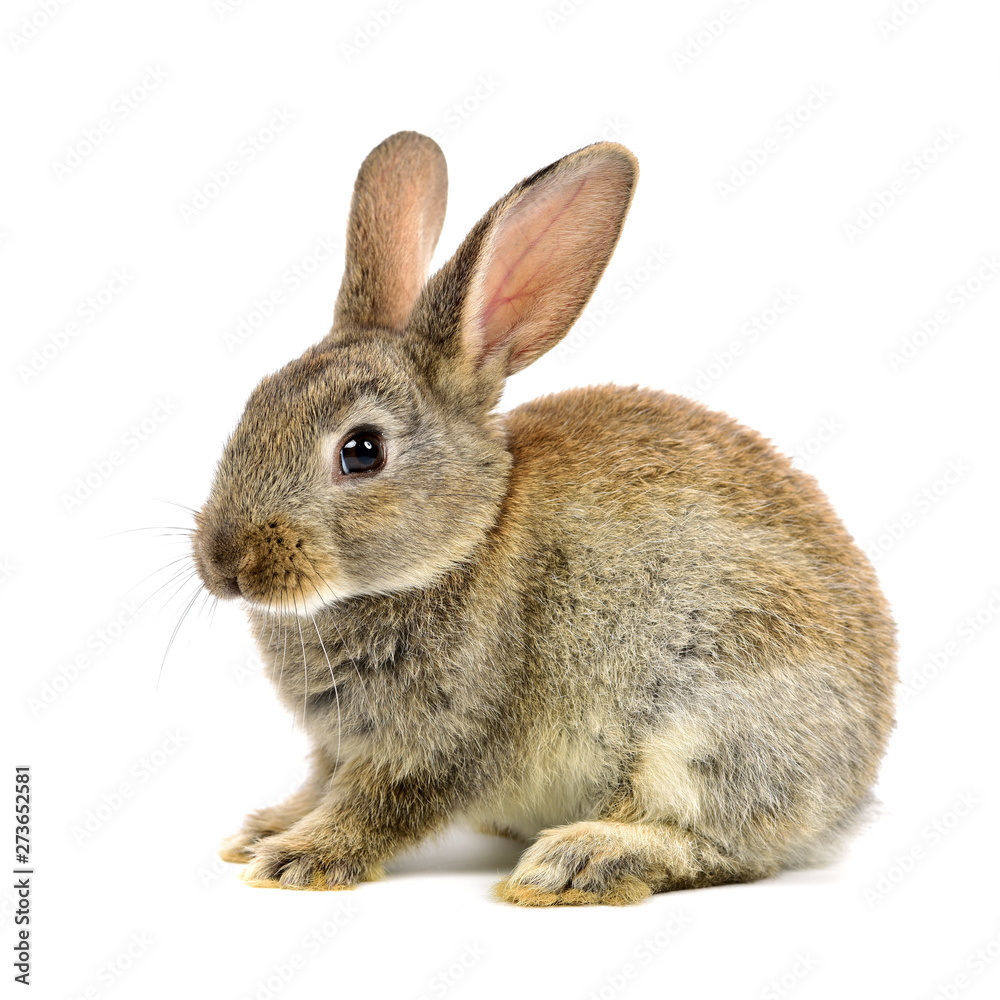 Fototapeta premium rabbit on a white background 