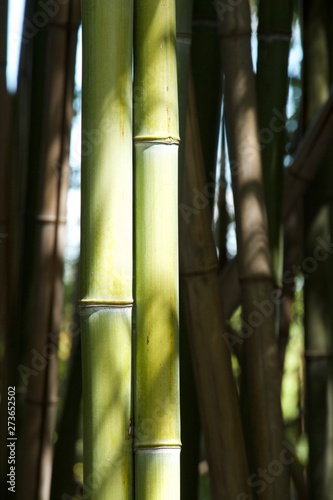 Bambous en clair obscur