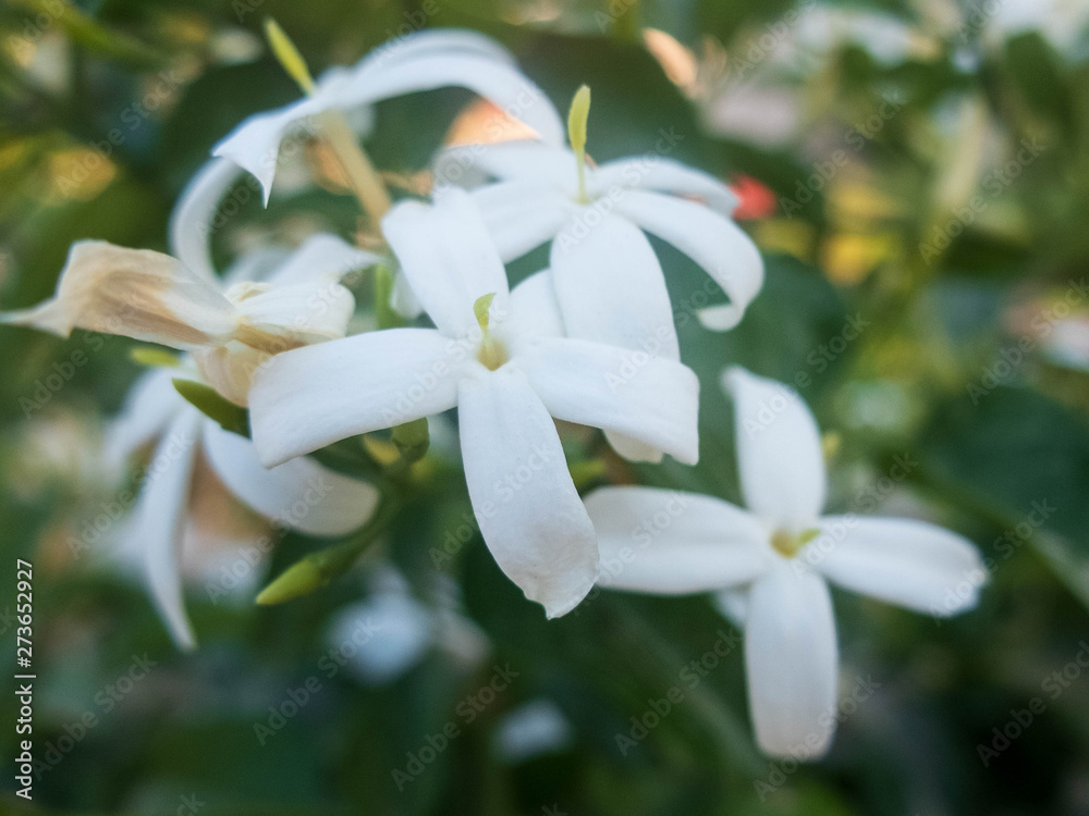 Flowers of white jasmine. Jasminum polyanthum flowers