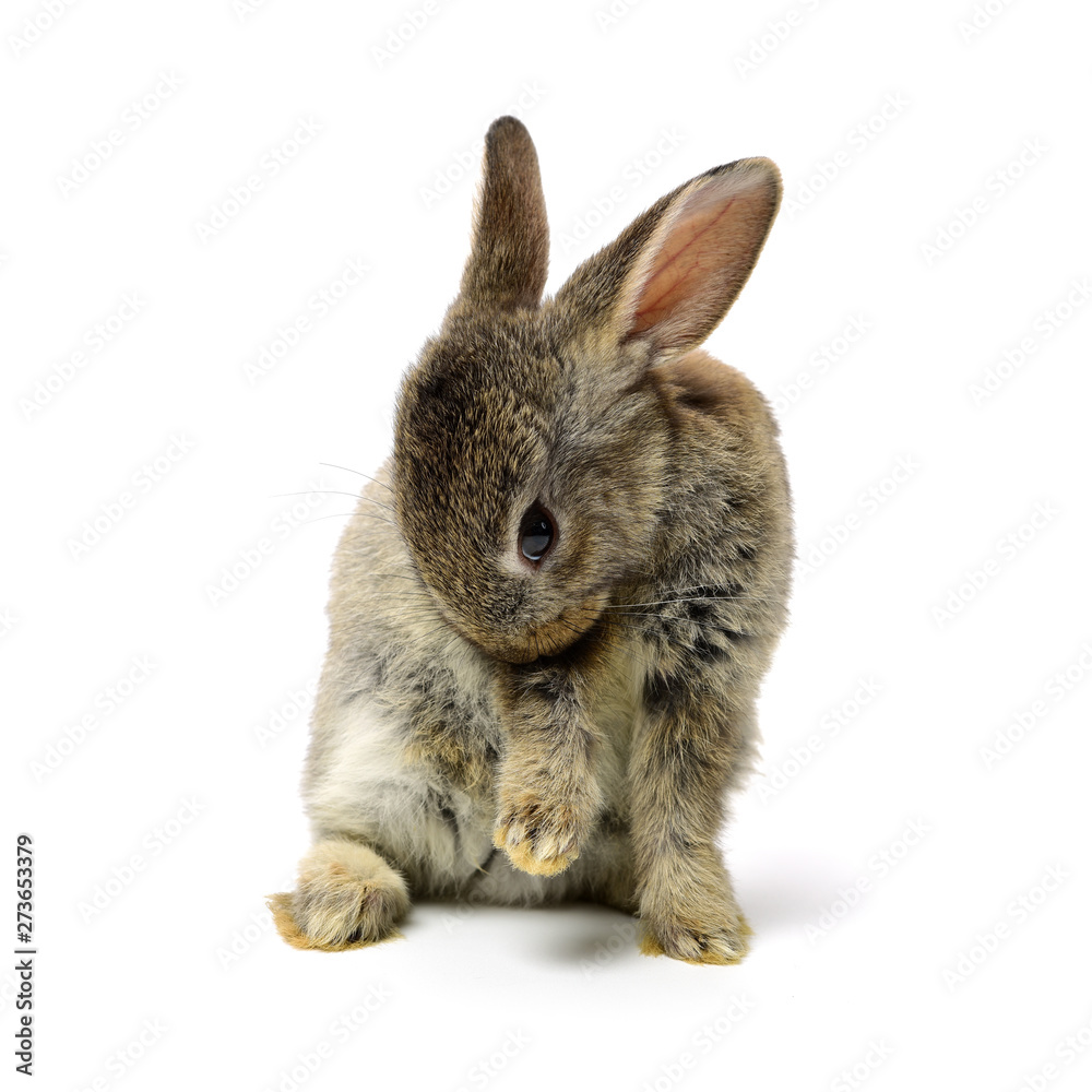 Obraz premium rabbit on a white background 