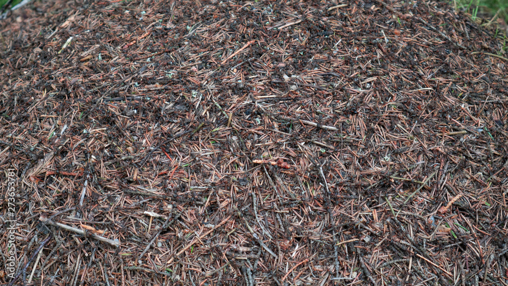 a bunch of needles on an anthill a bunch of needles on an anthill