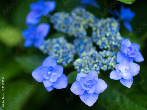 flowers on a blue background