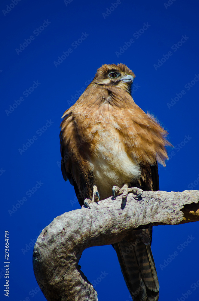 An eagle sits on a branch with a blue sky background An eagle sits on a branch with a blue sky background