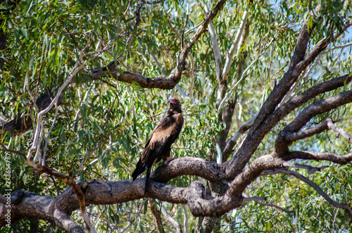 A Wedge Tail Eagle perches in a tree