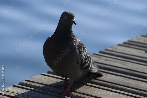 Dove on seeking food. Portrait of a pigeon. Wild bird A dove sits by the water. Dove.