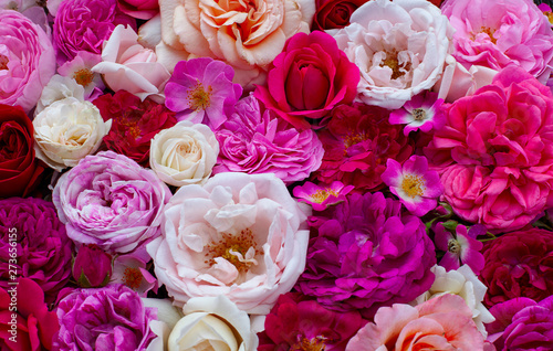pink red  violet and white roses background
