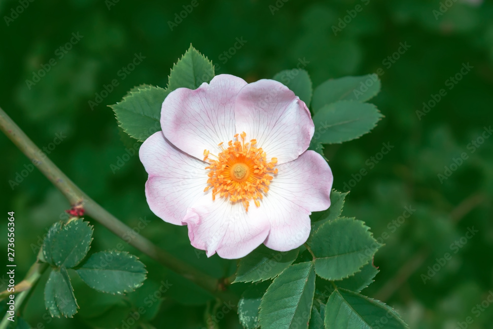 Dog rose brier flower summer bush background Dog rose brier flower summer bush background