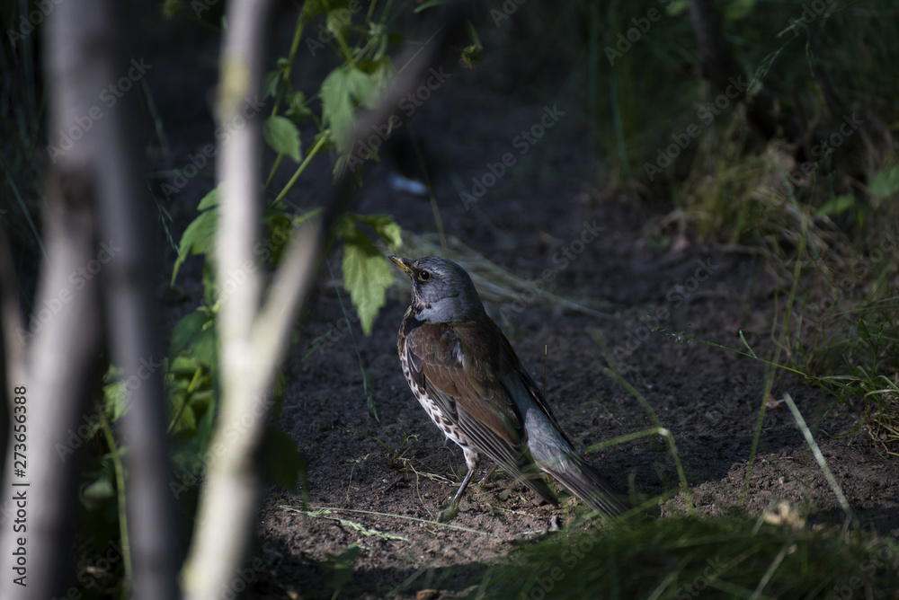 Starling sitting on a branch. Starling sitting on a branch.