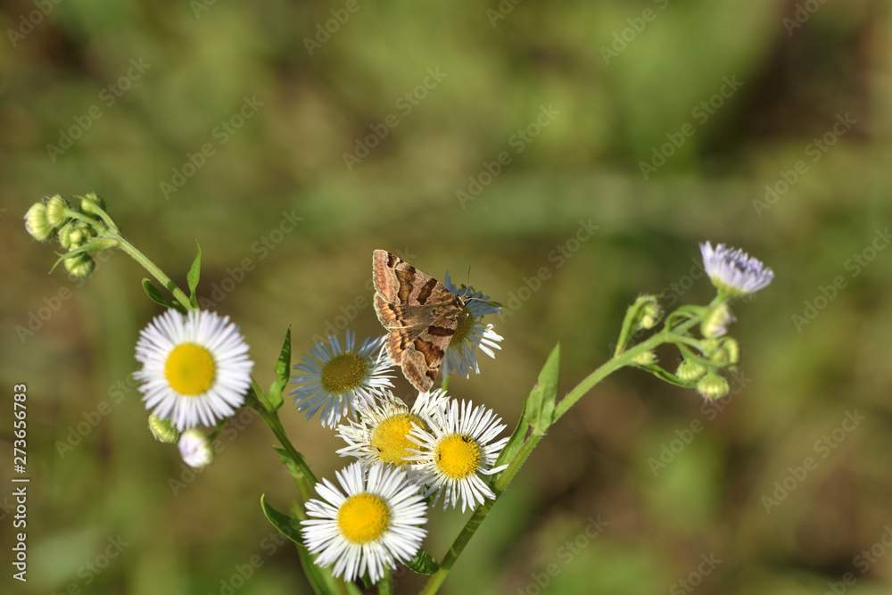 The meadow moth Loxostege sticticalis sucks nectar on a daisy flower The meadow moth Loxostege sticticalis sucks nectar on a daisy flower