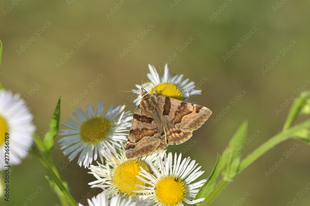 The meadow moth Loxostege sticticalis sucks nectar on a daisy flower The meadow moth Loxostege sticticalis sucks nectar on a daisy flower