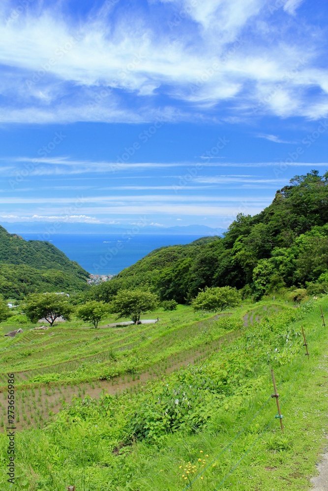Obraz premium 松崎町 初夏の石部の棚田