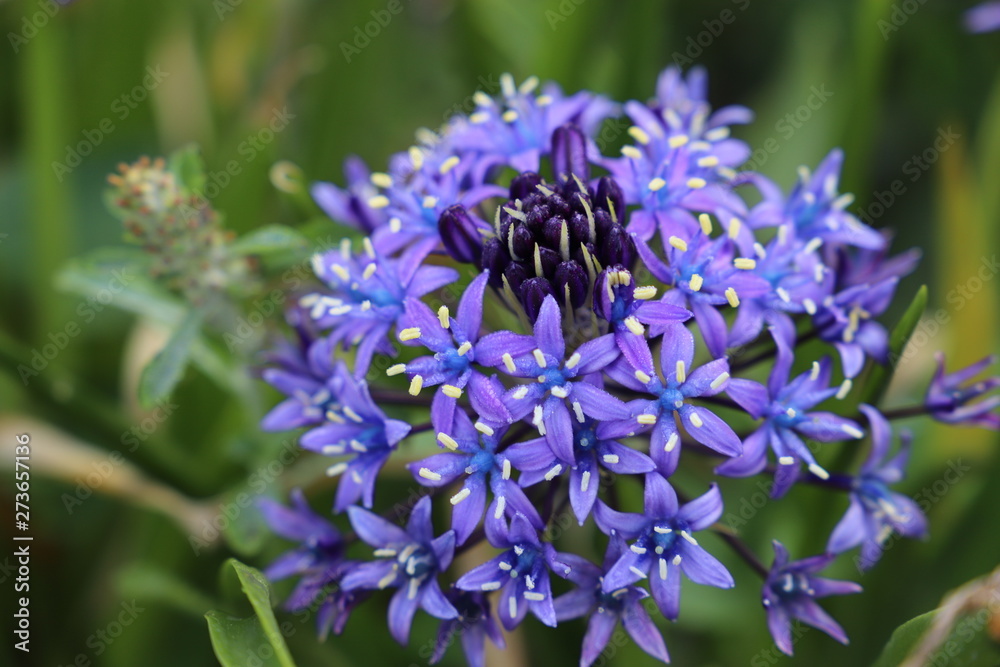 野に咲く花　シラー・ペルビアナ