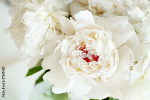 Beautiful white peony flowers  closeup