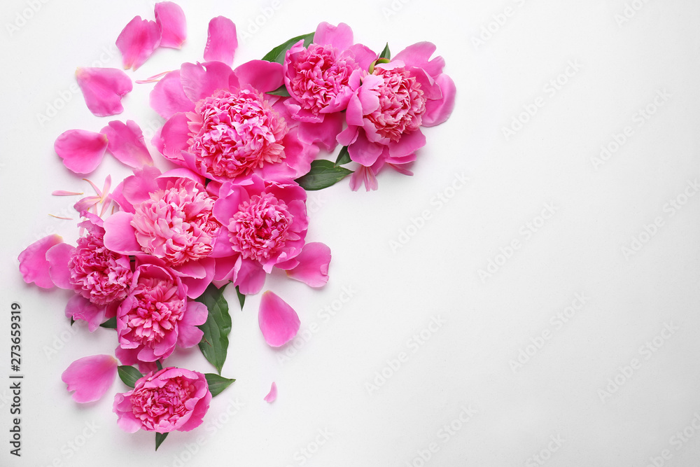 Beautiful peony flowers on white background