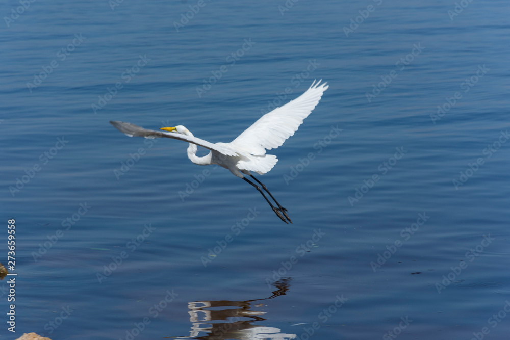 Flying Flying