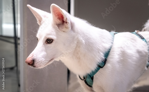 Curious white dog portrait © KatrinaTM