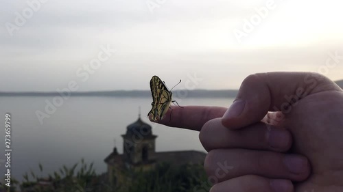 4K video of a Papillo Glaucus. Wonderful yellow butterfly on a finger. The butterfly is pretty close to the lake. It is calmly hanging on the finger. photo