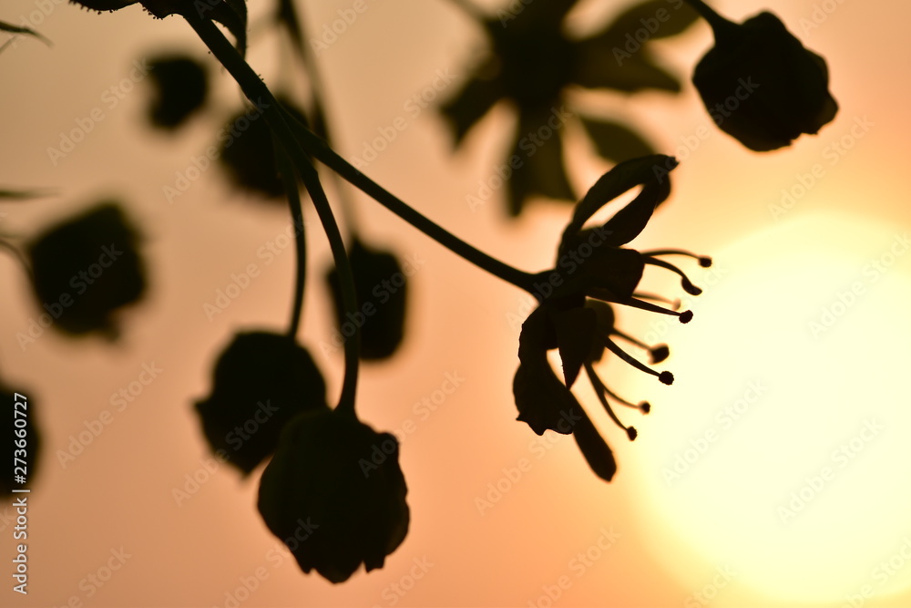 Obraz premium Black silhouette of delicate flowers of spring sakura against the setting sun close up