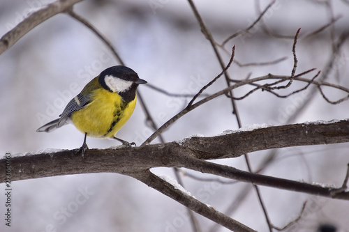 Little songbird with yellow and black plumage on a branch in a city winter park