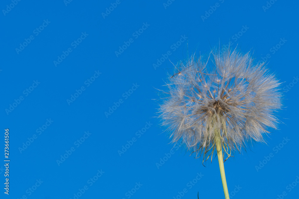 dandelion against the blue sky.