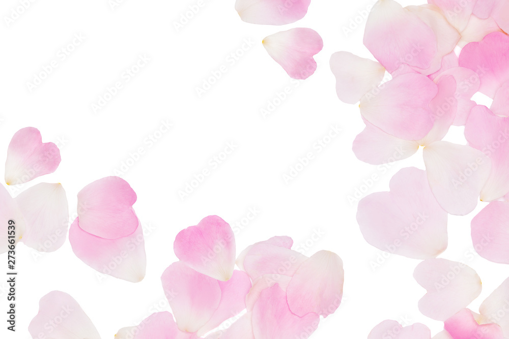 Pink rose pink petals background