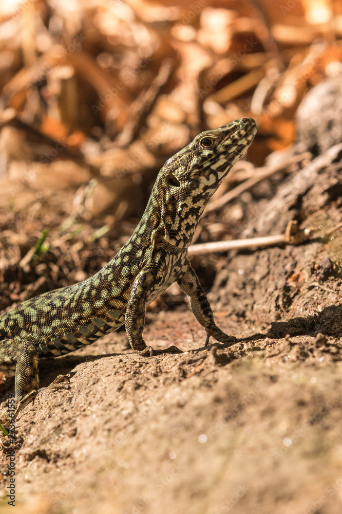 Wall lizard, Podarcis muralis, in the foliage in autumn Wall lizard, Podarcis muralis, in the foliage in autumn