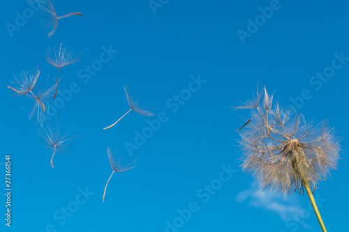 dandelion against the blue sky.