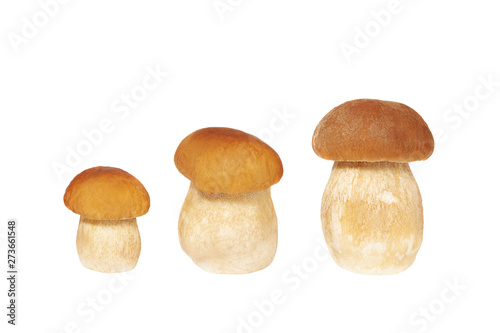 Mushrooms on white