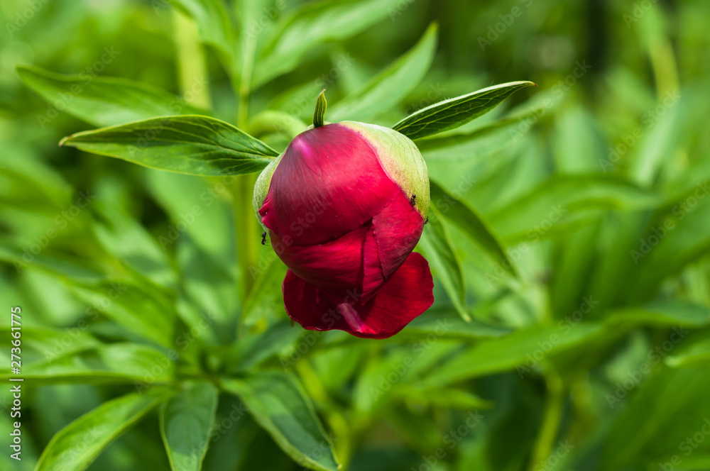 A peony flowers in the garden A peony flowers in the garden