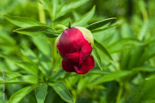 A peony flowers in the garden