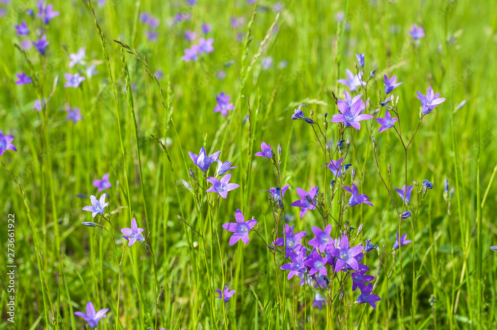 A meadow with grass and bluebells in the summer sunny day