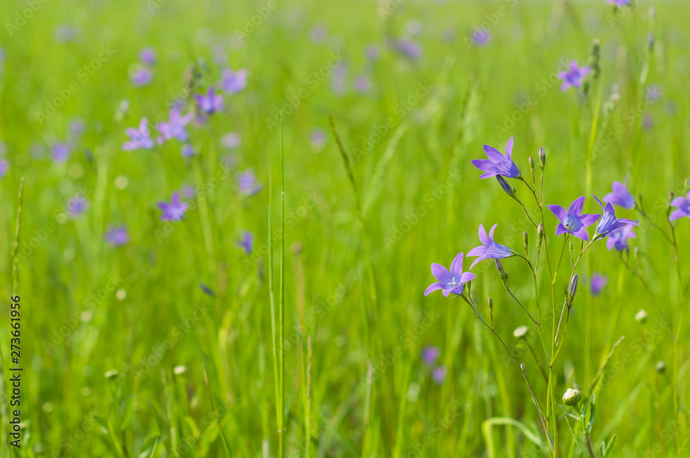 A meadow with grass and bluebells in the summer sunny day