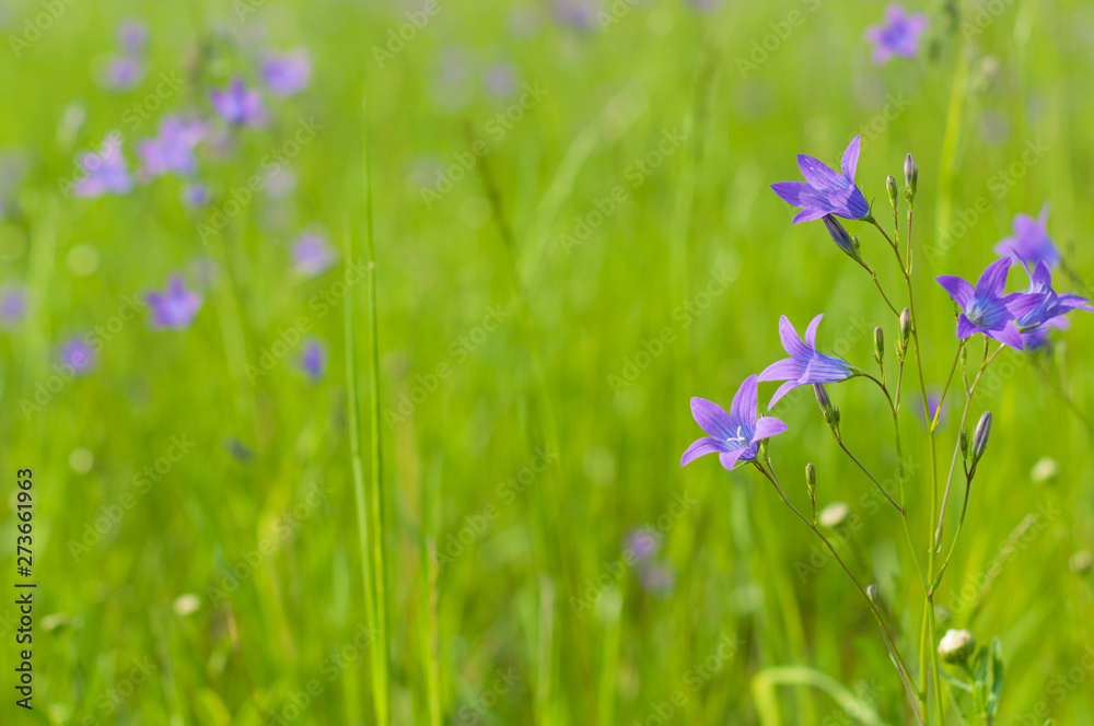 A meadow with grass and bluebells in the summer sunny day A meadow with grass and bluebells in the summer sunny day