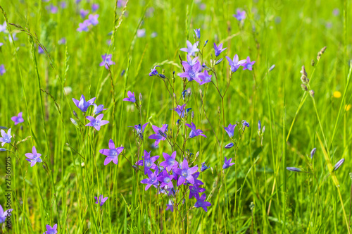 A meadow with grass and bluebells in the summer sunny day