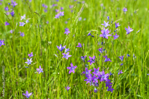 A meadow with grass and bluebells in the summer sunny day