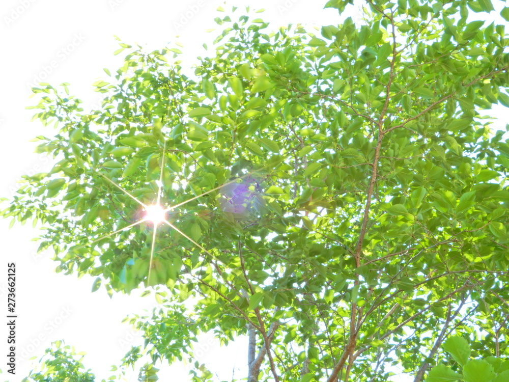 Obraz premium 樹木、葉、見上げる、青空、緑、太陽光、かえで、もみじ